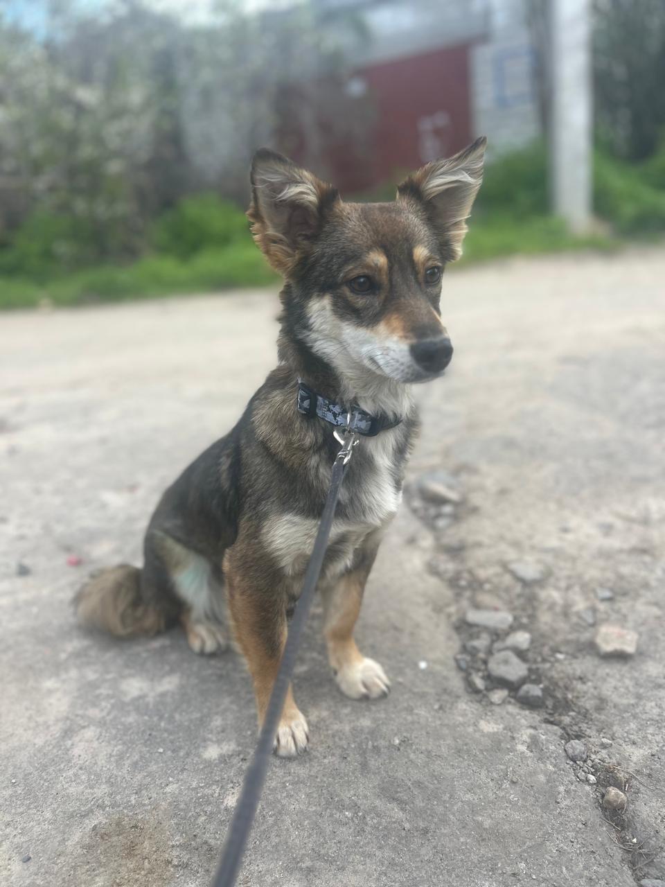Chiens à adopter